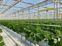 В тепличном  комплексе  «Кындыг-Агро» будут выращивать до тысячи  тонн томатов и огурцов