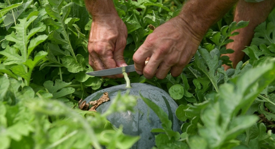Мало-помалу: сбор урожая арбуза начался в Абхазии